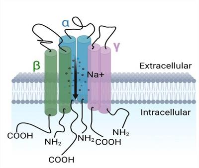 The epithelial sodium channel in inflammation and blood pressure modulation